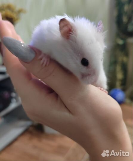 Сирийский хомяк