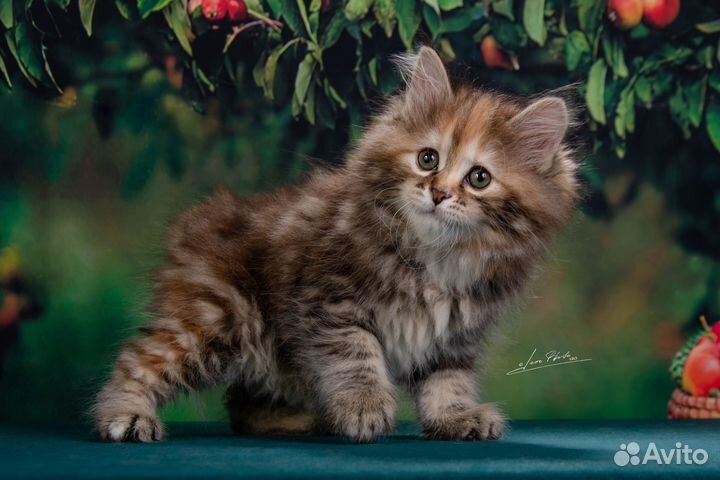 Курильский бобтейл из питомника