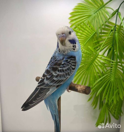 Ручные птенцы вп