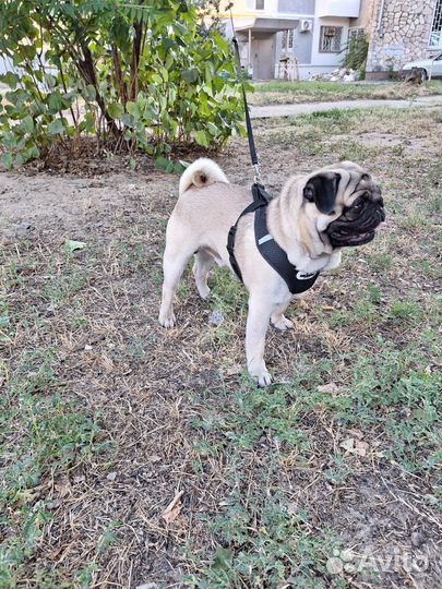 Мопс вязка мальчик