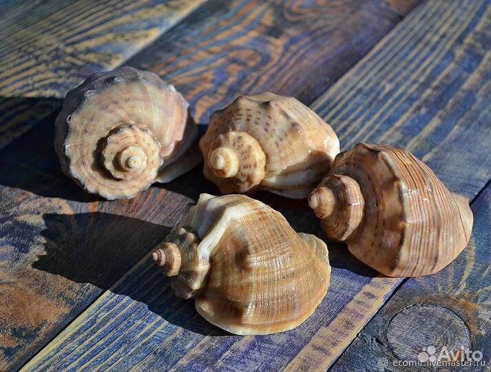 Раковины морские