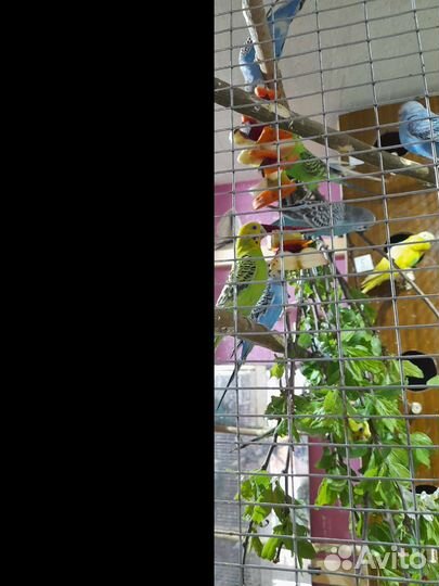 Продаю волнистых попугаев молоденьких