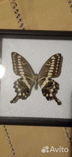 Бабочки