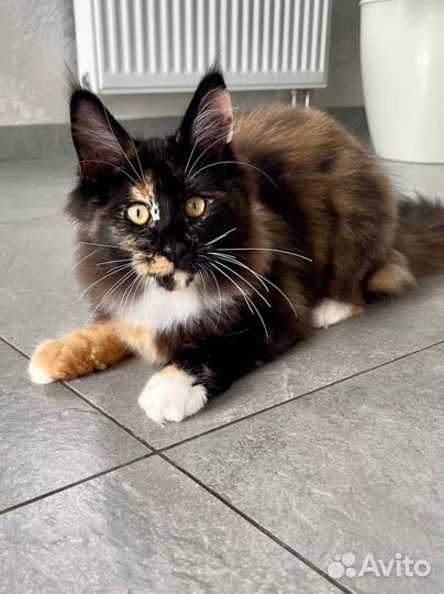 Мейн-кун девочка