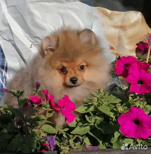 Чудесные медвежата разнообразных окрасов