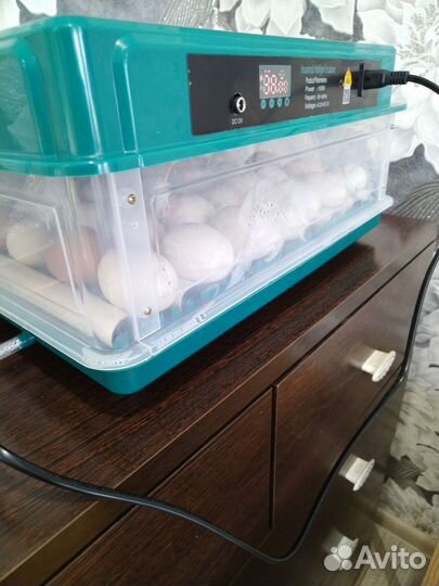 Яйцо домашнее инкубационное