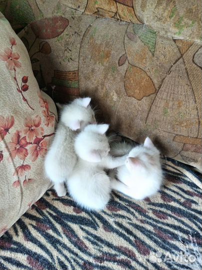 Кошка в дар бесплатно