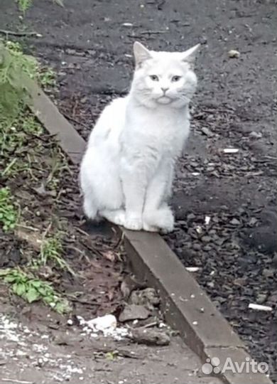 Котик на улице