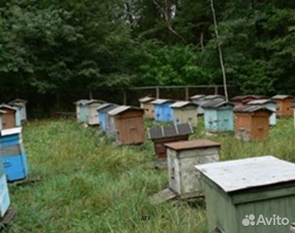 Мед 24 года Алтайский опт