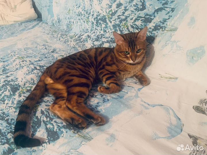 Бенгал, вязка