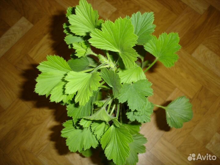 Пеларгония королевская, герани разные