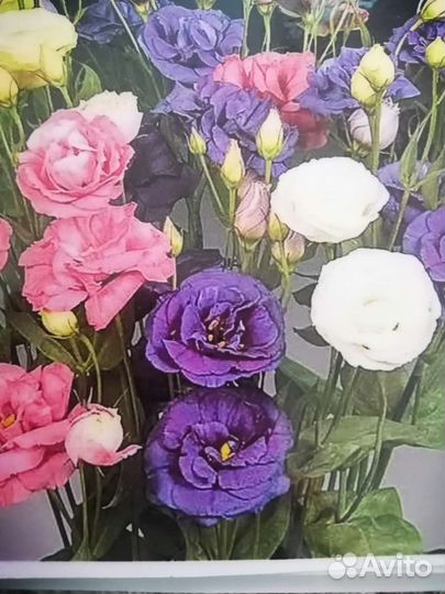 Многолетники садовые