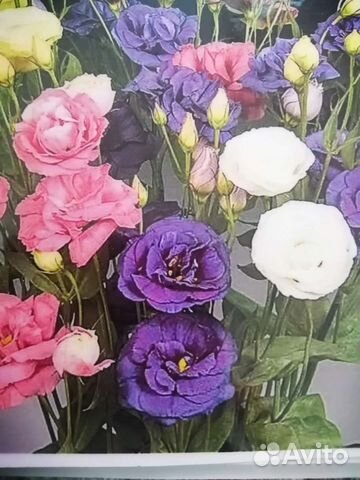 Многолетники садовые