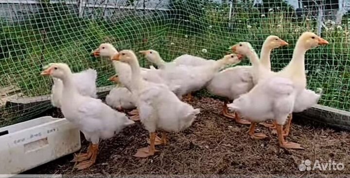 Гусята от 3 недель и выше