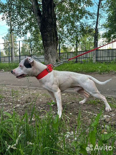 Питбуль кобель вязка