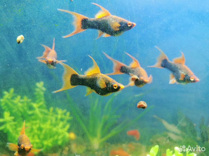 Меченосец вильчатый