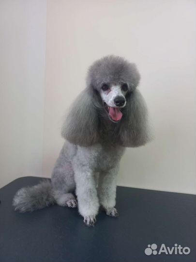 Груминг собак и кошек