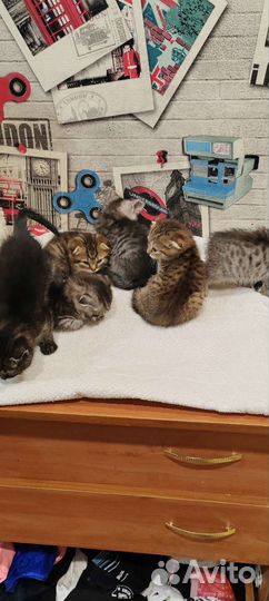 Шотландские вислоухие котята