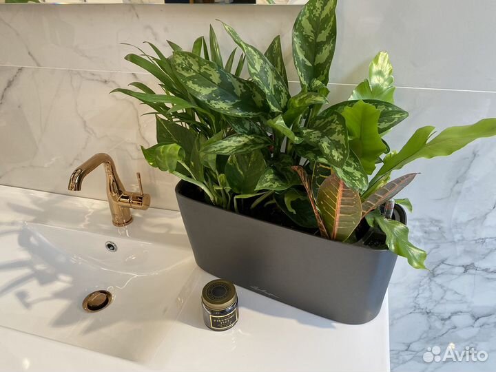 Уход за комнатными растениями