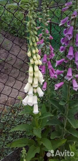 Многолетник наперстянка