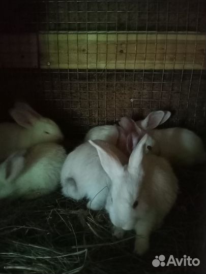 Продам кроликов : белый панон, строкач, бабочка