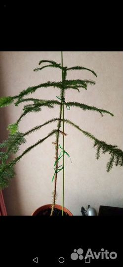 Араукария чилийская торг