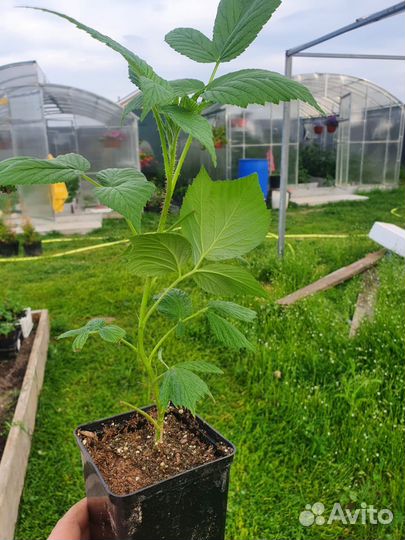 Саженцы малины