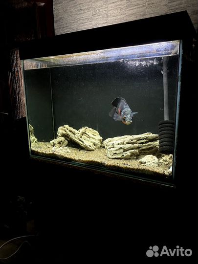 Аквариум на 250 литров с тумбой