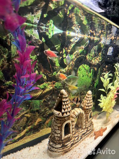 Аквариум с рыбками и фильтром