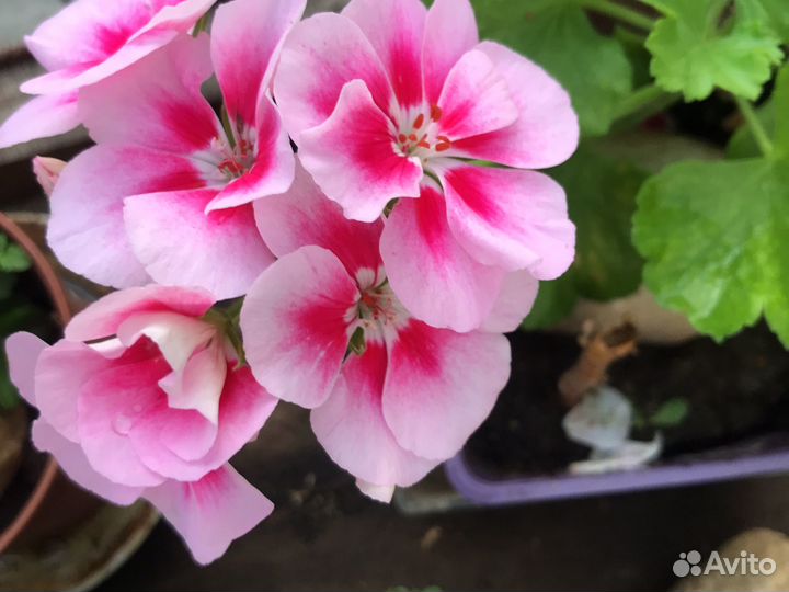 Пеларгония герань