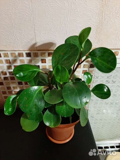 Пеперомия туполистная 7 корней