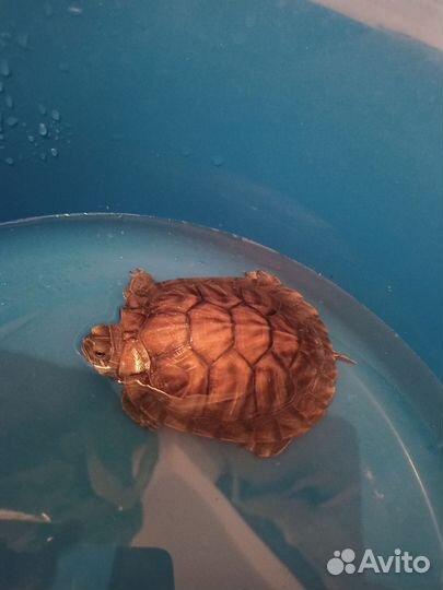 Красноухая черепаха