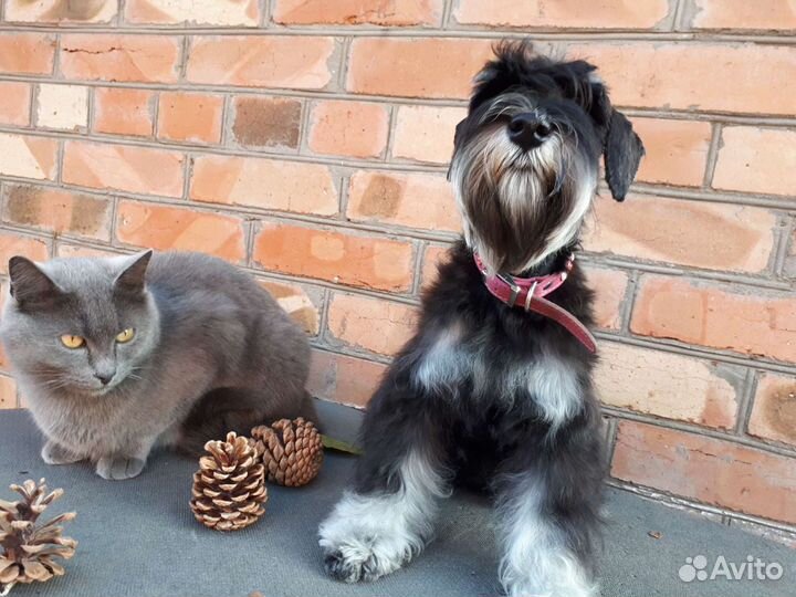 Передержка собак, кошек