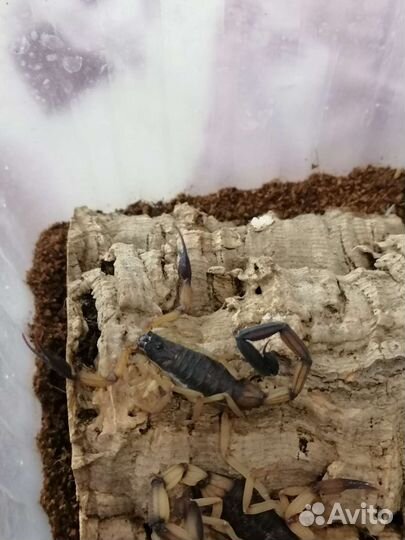 Паук птицеед и скорпион