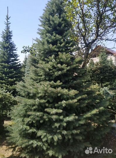 Ель живая в горшке 1.2м