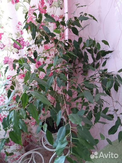 Фикус Бенджамина, высота 75 см