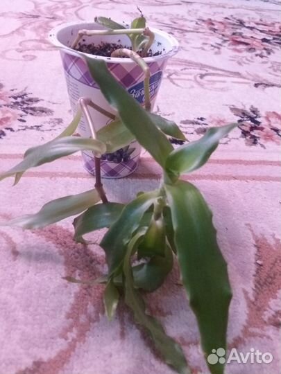 Золотой ус (каллизия) лечебный