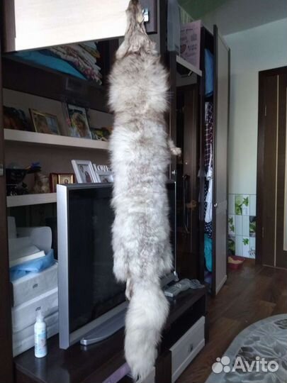 Шкурка песца