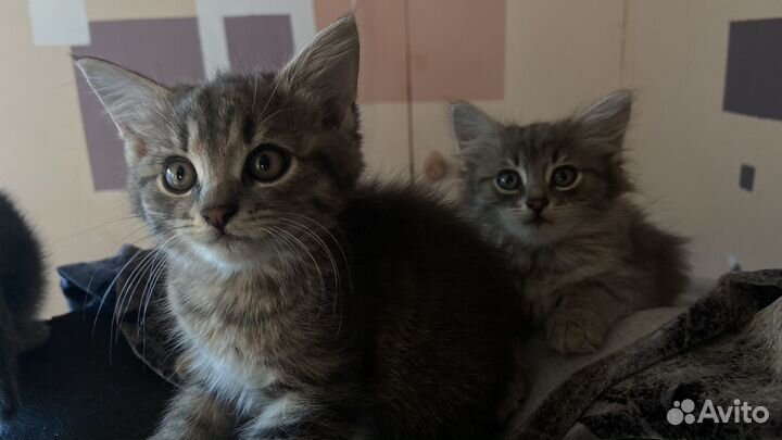 Сибирская кошка