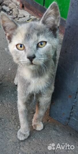 Кошки в добрые руки бесплатно