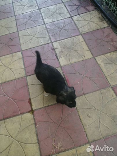 Щенок маленькой собаки в добрые руки бесплатно