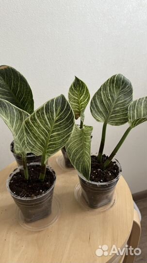 Филодендрон биркин