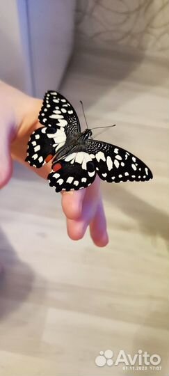 Живые бабочки