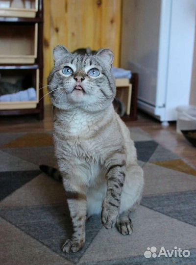 Короткошерстная кошка