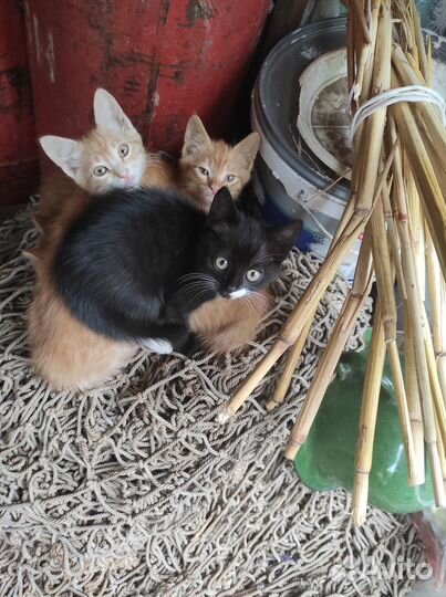 Отдам котят мальчиков в добрые руки