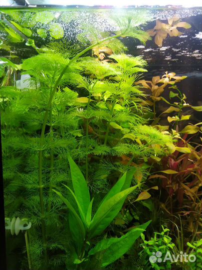 Аквариумные растения. Людвигия, роголистник и тд