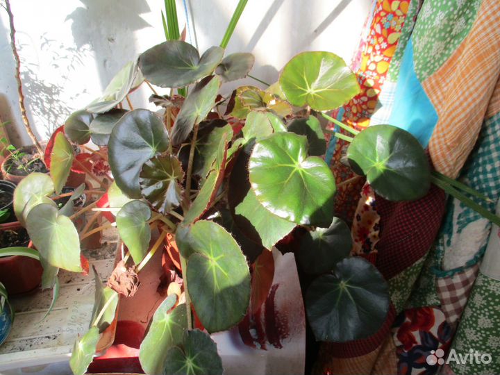 Домашние растения, мирт, пальмы, кофе и др