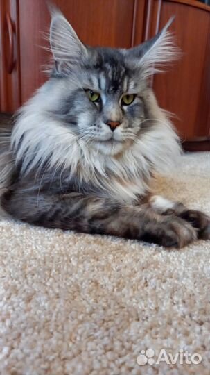 Котенок Мейн кун