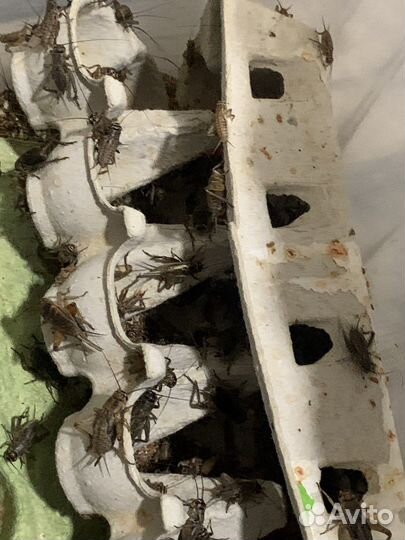 Сверчки живые