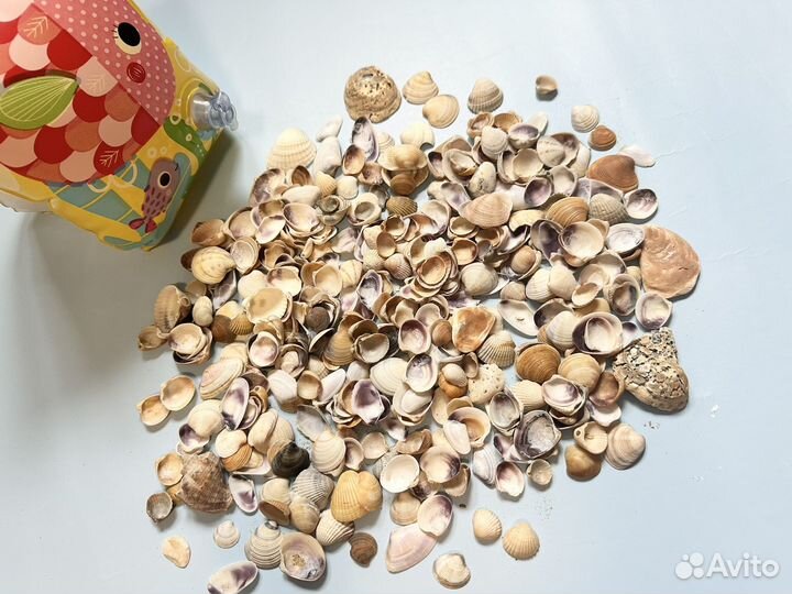 Морские ракушки для творчества поделок